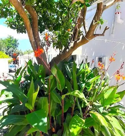 Orange House- Ciraccio